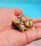 2"-3" Baby Sulcata Tortoise's - Free Shipping-marine fish packages-www.YourFishStore.com