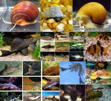 100+ Fish Package Clean-Up Crew Fresh Water Package - Compatible-Complete Tank Packages-www.YourFishStore.com