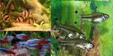 100+ Fish Package - (X50) Tiger Barbs - (X25) Scissortail Rasbora - (X25) Neon Tetra-Complete Tank Packages-www.YourFishStore.com