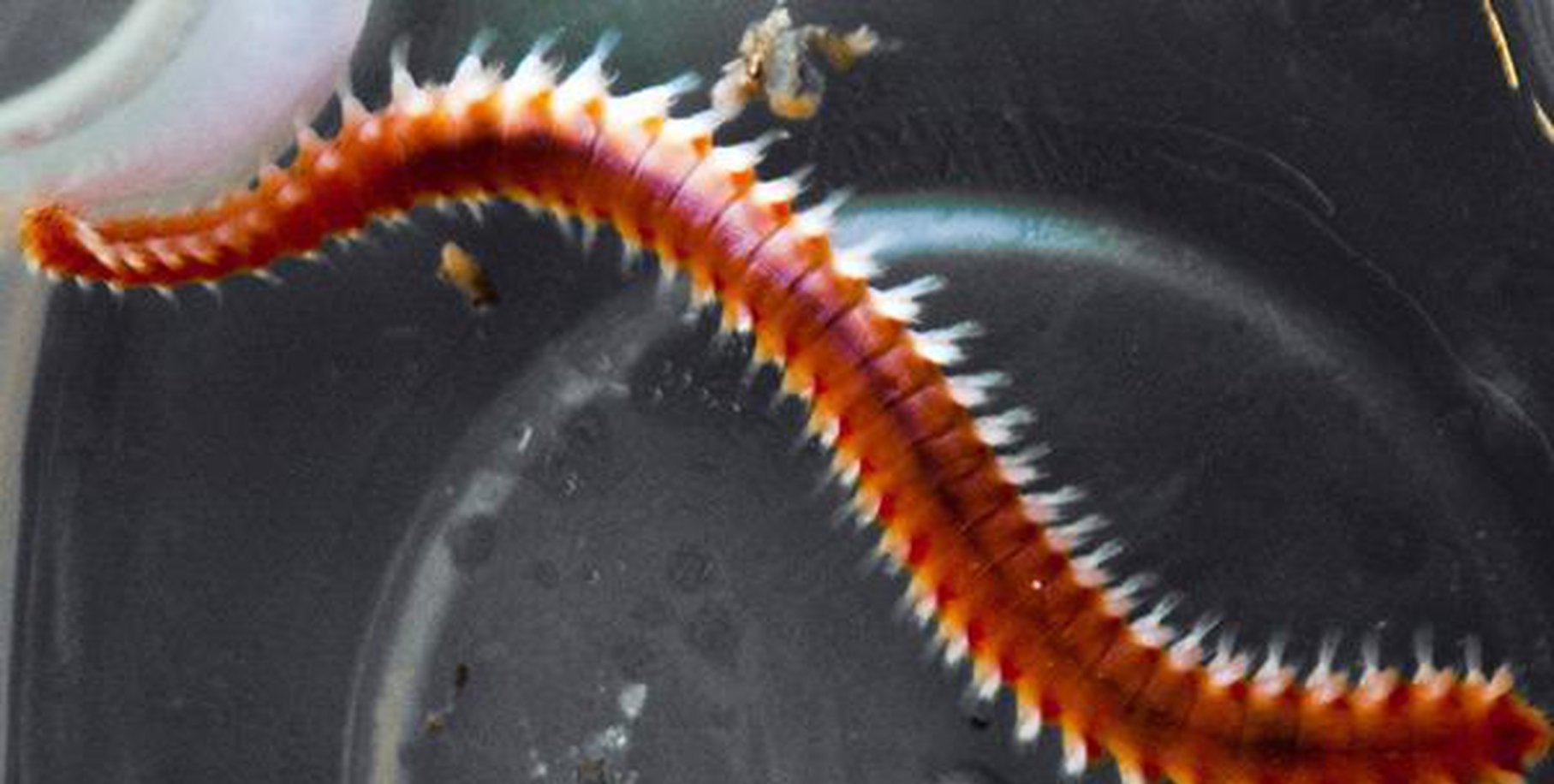 100 Live Bristleworms Package (Super Discount)-www.YourFishStore.com