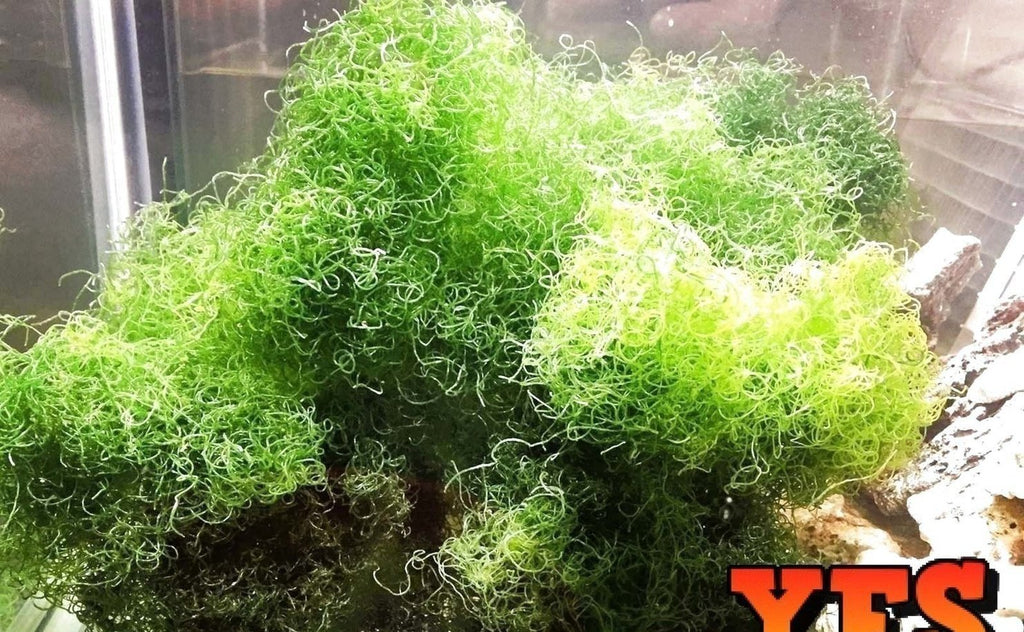 1/2 Pound - Live Chaetomorpha Algae Marine Plant Reef *Bulk Save