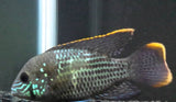 15x Package - Green Terror Cichlid ~ Sml/Med 1 1/2" - 2 1/2" Each-Cichlid - Neotropical-www.YourFishStore.com