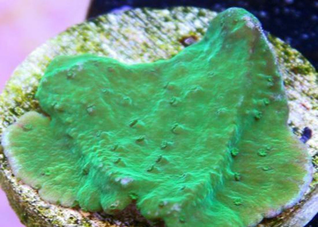 2 Monti Cap Green - Frag Coral Sps - Includes Free Mystery Frag