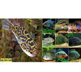 30+ Puffers and Cichlids Package - x10 Figure Eight Puffers / x20 South American Cichlids-Complete Tank Packages-www.YourFishStore.com