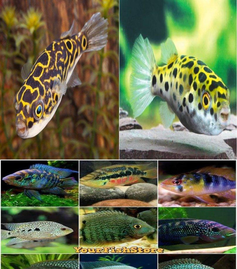 60+ Puffers & Cichlid Lover Package - x20 Figure Eight Puffers / x20 Leopard Puffers / x20 South American Cichlids - Freshwater