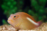 Arch Eye Hawk Fish - Paracirrchites Arcatus - Med Approx 2" - 3"-marine fish packages-www.YourFishStore.com