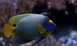 Blue Face Angel Fish - Lrg 5" - 6" Saltwater Yourfishstore-Marine Dwarf Angelfish-www.YourFishStore.com