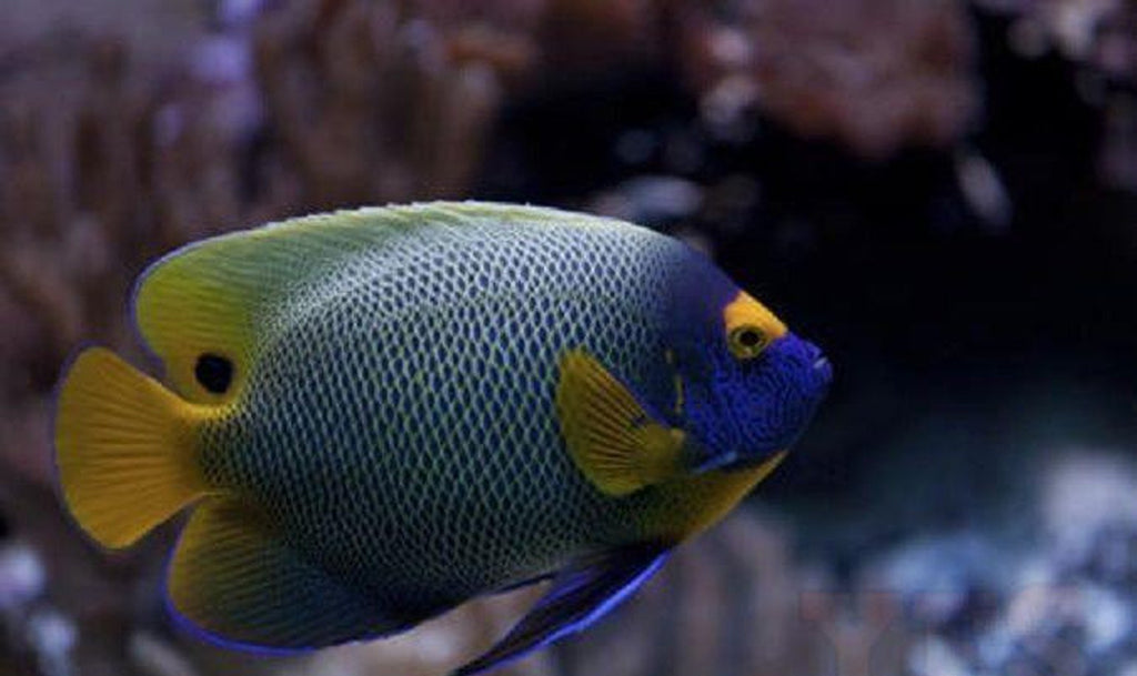 Blue Face Angel Fish - Med 3" - 4" Saltwater Yourfishstore