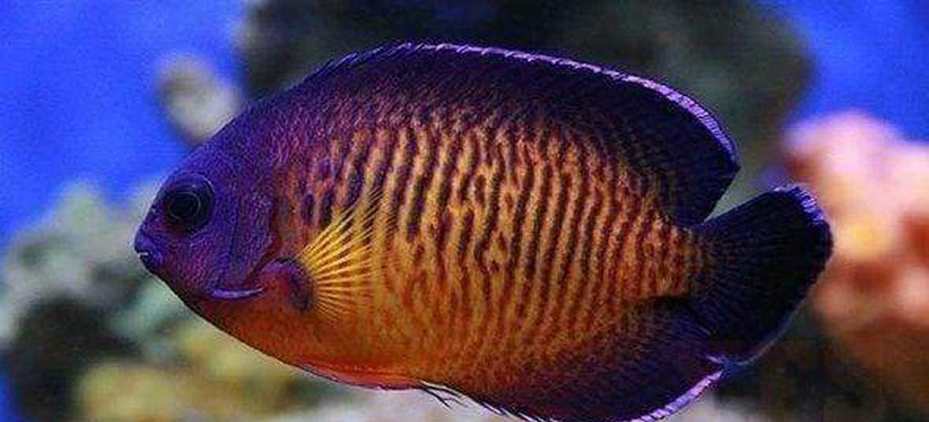 Coral Beauty Angel Fish - Medium - Fish Saltwater Free Shipping