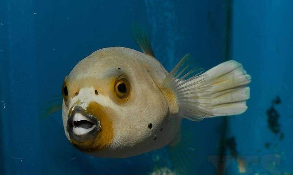 Dogface Puffer Fish - Medium 3" - 4" - Arothron Nigropunctatus