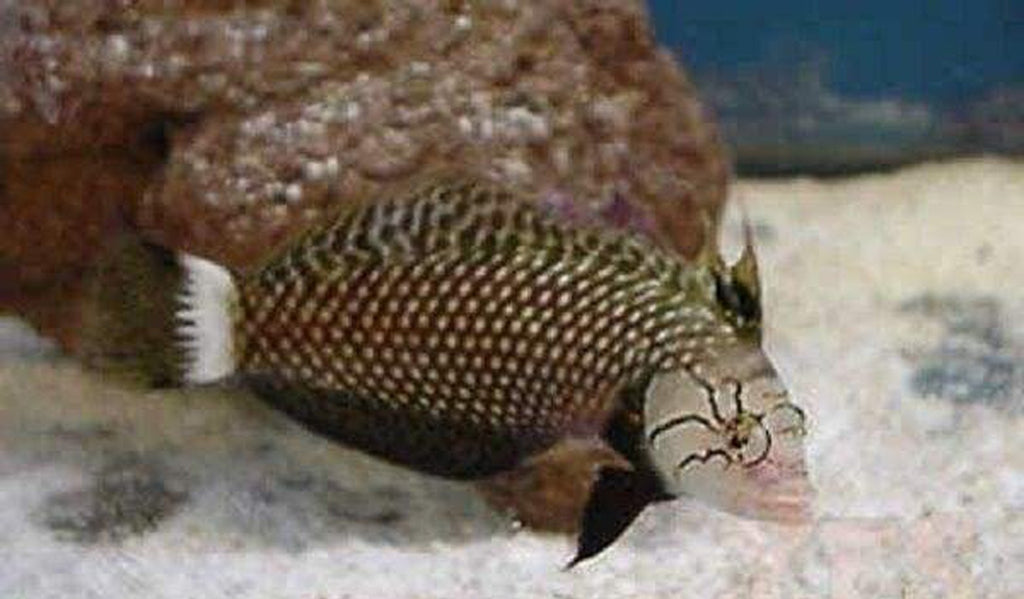 Dragon Wrasse - Adult Approx 2 - 3" - Novaculichthys Taeniours