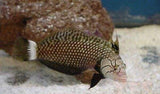Dragon Wrasse - Adult Approx 2 - 3" - Novaculichthys Taeniours-marine fish packages-www.YourFishStore.com