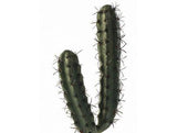 Exo-Terra Desert Finger Cactus Terrarium Plant-Reptile-www.YourFishStore.com