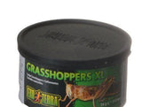 Exo-Terra Grasshoppers XL-Reptile-www.YourFishStore.com