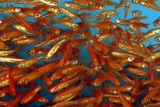 Feeder Rosy Red Half Box (275-225 Count)-Freshwater Feeder Items-www.YourFishStore.com