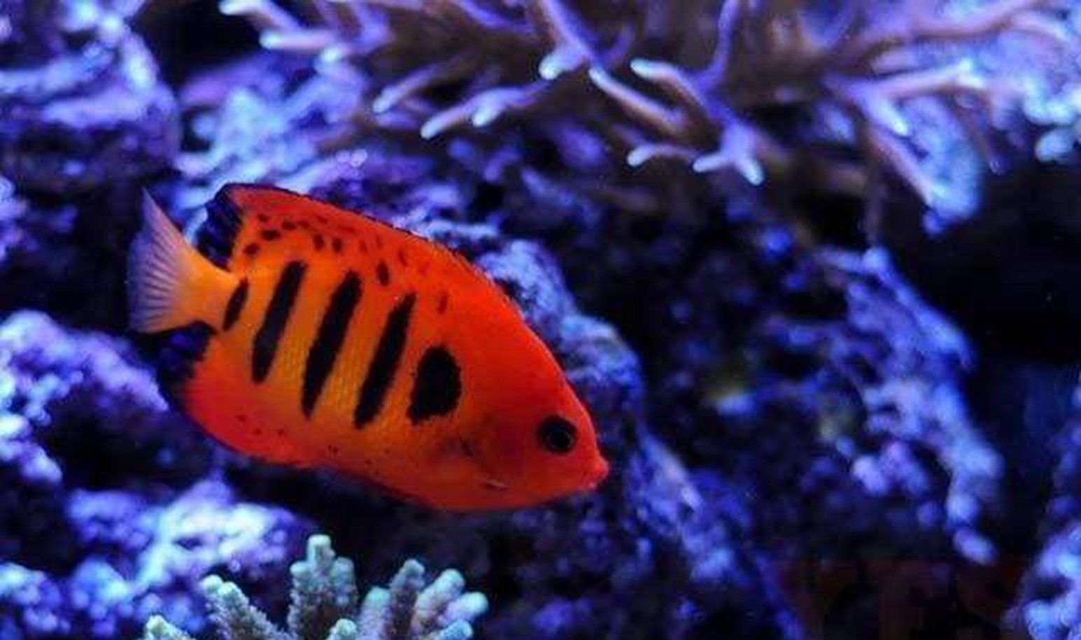 Flame Angel Fish (Centropyge Loriculs) - Medium - Fish Saltwater Free Shipping-Marine Dwarf Angelfish-www.YourFishStore.com