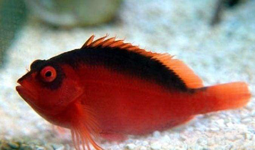 Flame Hawk Fish - Neocirrhites Armatus - Med Approx 1 3/4" - 3"