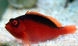 Flame Hawk Fish - Neocirrhites Armatus - Med Approx 1 3/4" - 3"-marine fish packages-www.YourFishStore.com