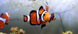 JUMBO - Amphiprion Ocellaris Clown Fish - Adults 2 1/2" - 3" *SALE-marine fish packages-www.YourFishStore.com