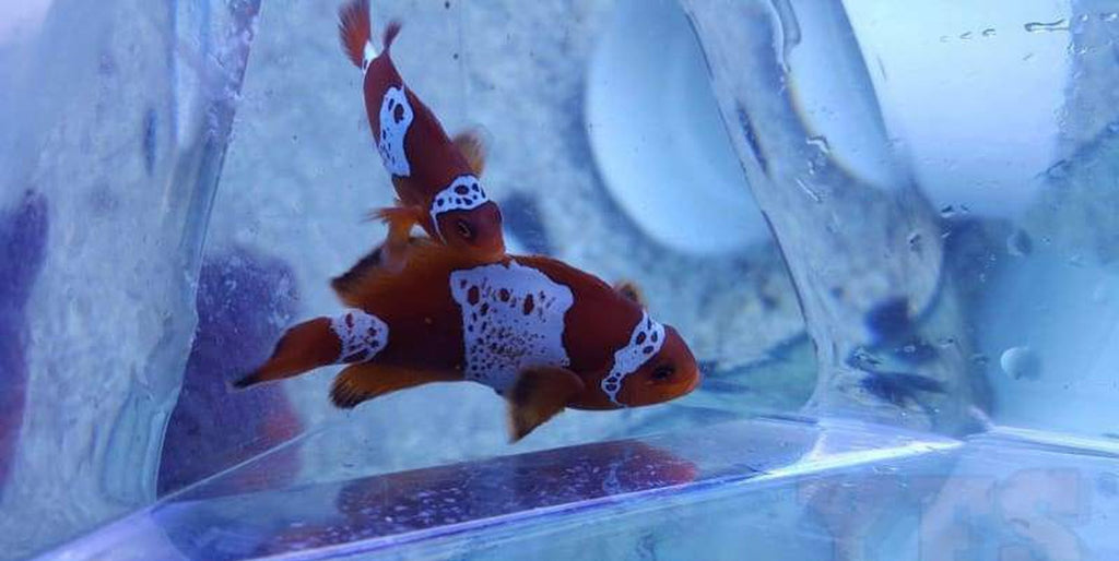 Lightning Maroon Clownfish Med 1" - 2" (Assorted Pair)