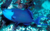 Niger Trigger Fish - Med 3" -4" - Live Saltwater Fish-marine fish packages-www.YourFishStore.com