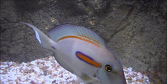 Orange Shoulder Tang Fish - Med 3" - 4" Each Saltwater