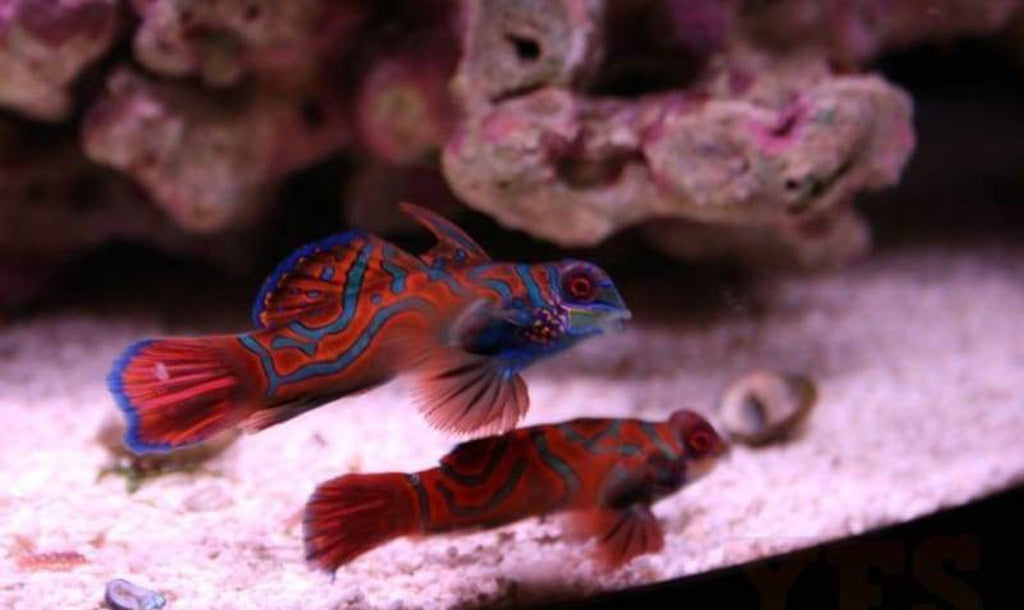 Red Mandarin Goby Pair (Two) - Saltwater Fish