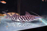 Sciades Pictus Catfish Xlg 4" - 6" Each - Freshwater Fish Free Shipping-Freshwater Fish Package-www.YourFishStore.com