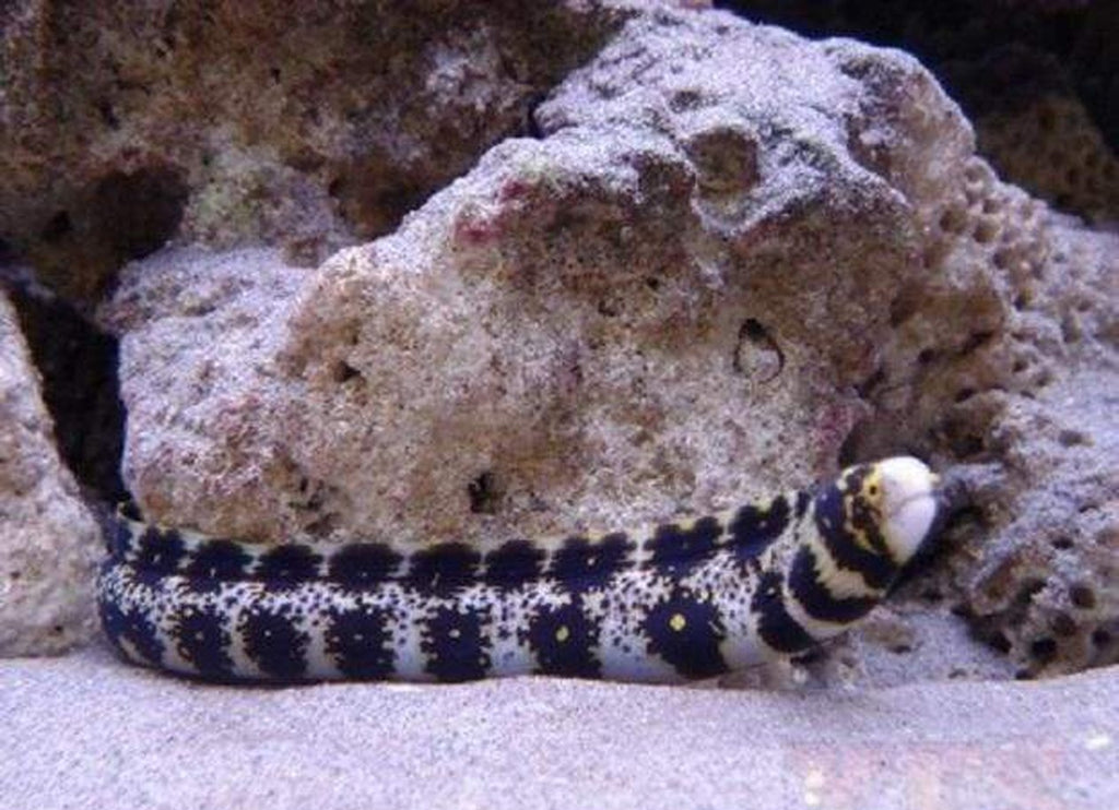 Snowflake Eel - Med Approx 6" - 8" Each - Echidna Nebulosa