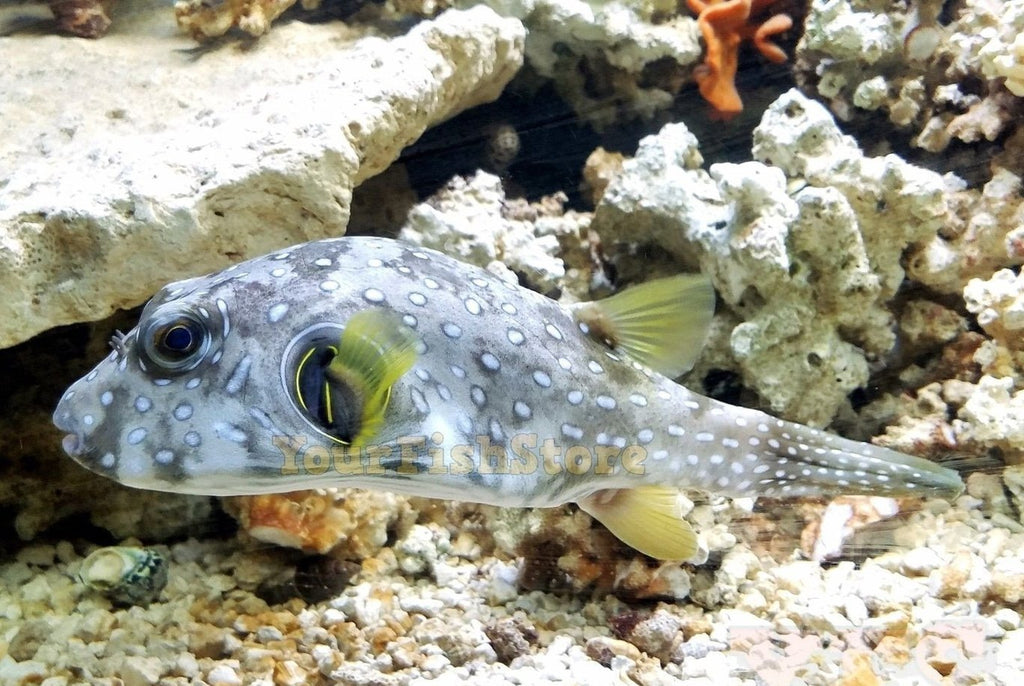 Stars And Stripe Puffer Med Live- Fish Saltwater