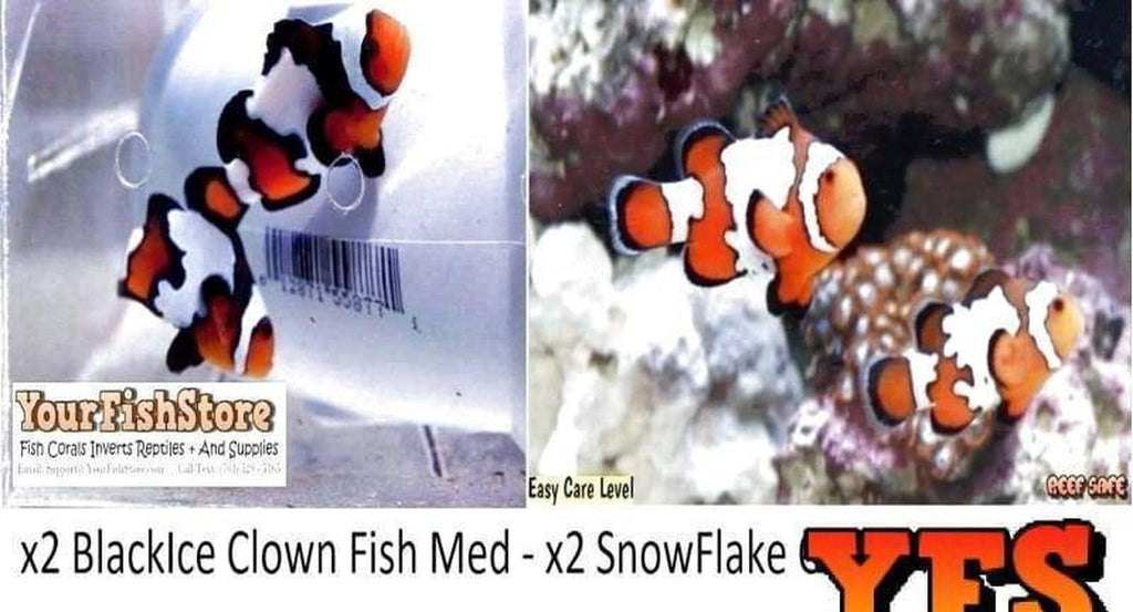 Two (X2) Black Ice Clown Fish - Two (X2) Snowflake Clown Fish Med
