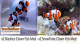 Two (X2) Black Ice Clown Fish - Two (X2) Snowflake Clown Fish Med-marine fish packages-www.YourFishStore.com