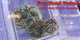 Two (X2) Live Black Ice Clown Fish (Pair) Med - With Free Bubble Anemone-marine fish packages-www.YourFishStore.com