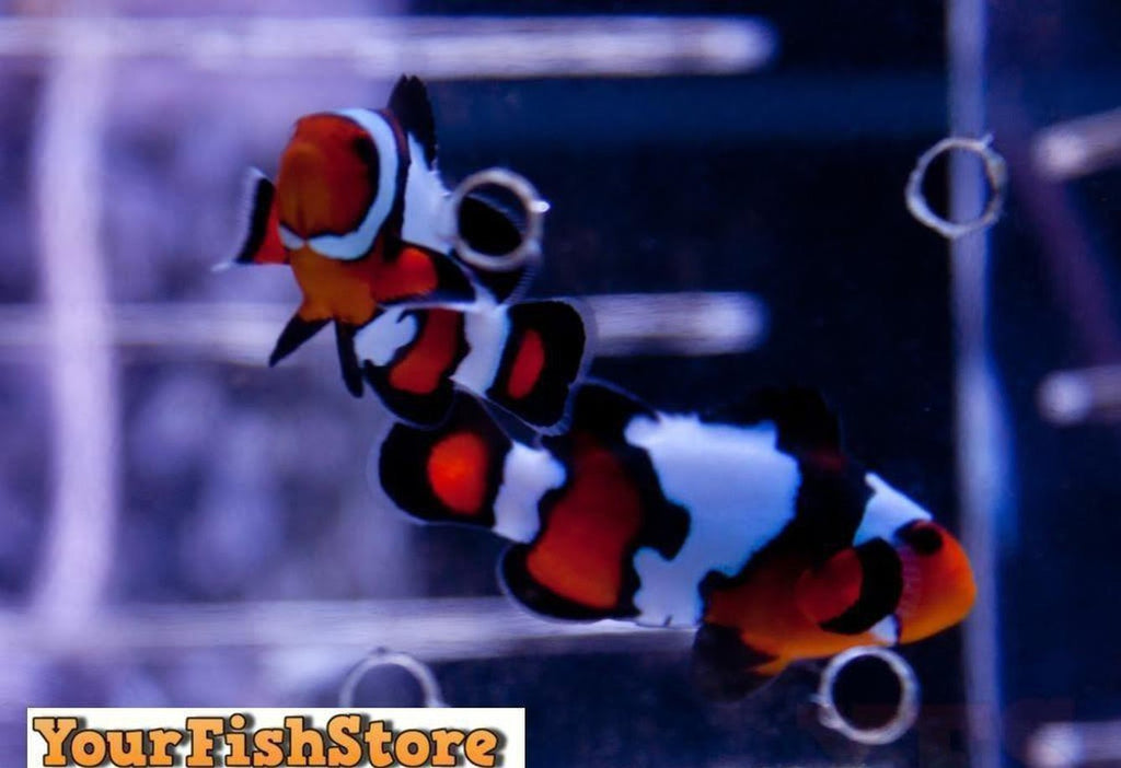 Two (X2) Live Black Ice Clown Fish (Pair) Med - With Free Zooanthid Zoa Frag