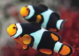 Two (X2) Onyx Clown Fish Live (Pair) Med With *Free Bubble Anemone-marine fish packages-www.YourFishStore.com