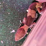 WYSIWYG - African Fat Tail Gecko 137-www.YourFishStore.com