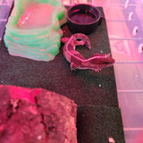 WYSIWYG - African Fat Tail Gecko 139-www.YourFishStore.com