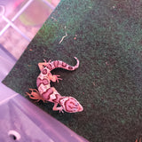 WYSIWYG - Mack Snow Leopard Gecko 117-www.YourFishStore.com