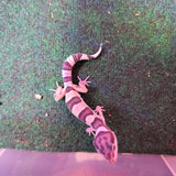 WYSIWYG - Mack Snow Leopard Gecko 165-www.YourFishStore.com