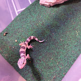 WYSIWYG - Mack Snow Leopard Gecko 165-www.YourFishStore.com
