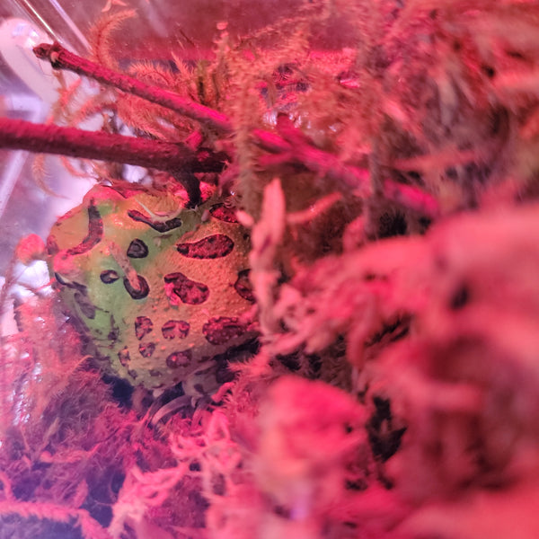 WYSIWYG Pacman Frog 6 only 56.68