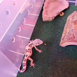 WYSIWYG - Tangerine Leopard Gecko 113-www.YourFishStore.com