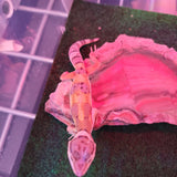 WYSIWYG - Tangerine Leopard Gecko 115-www.YourFishStore.com
