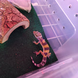WYSIWYG - Tangerine Leopard Gecko 116-www.YourFishStore.com