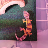WYSIWYG - Tangerine Leopard Gecko 116-www.YourFishStore.com