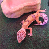 WYSIWYG - Tangerine Leopard Gecko 126-www.YourFishStore.com