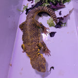 WYSIWYG - Yellow Uromastyx Lizard 09-www.YourFishStore.com