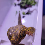 WYSIWYG - Yellow Uromastyx Lizard 09-www.YourFishStore.com