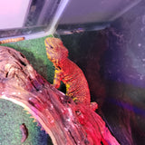 WYSIWYG - Yellow Uromastyx Lizard 11-www.YourFishStore.com