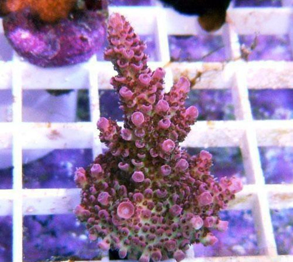 X1 Acro : Red Planet - Frag Coral Sps - Includes Free Mystery Frag